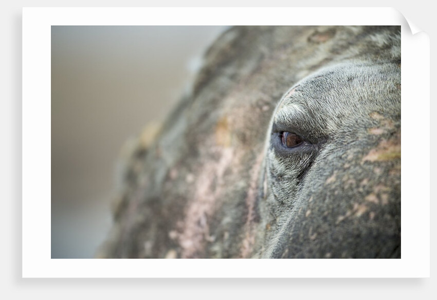 Close-up of Walrus Eye, Hudson Bay, Nunavut, Canada by Anonymous