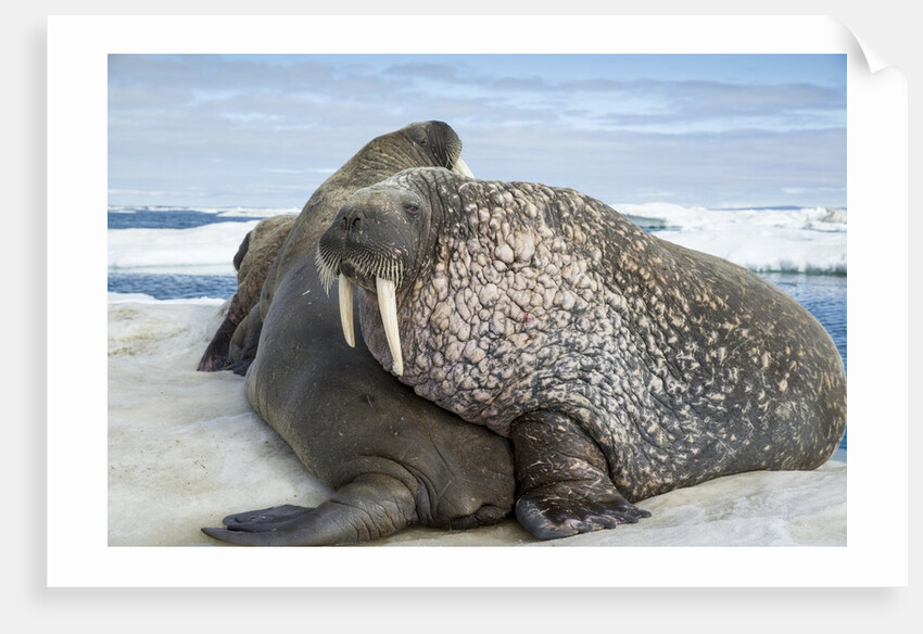 Walrus Resting on Ice in Hudson Bay, Nunavut, Canada by Anonymous
