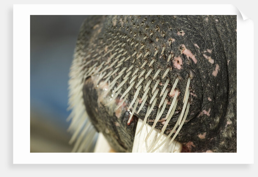 Close-up of Walrus Muzzle, Hudson Bay, Nunavut, Canada by Anonymous