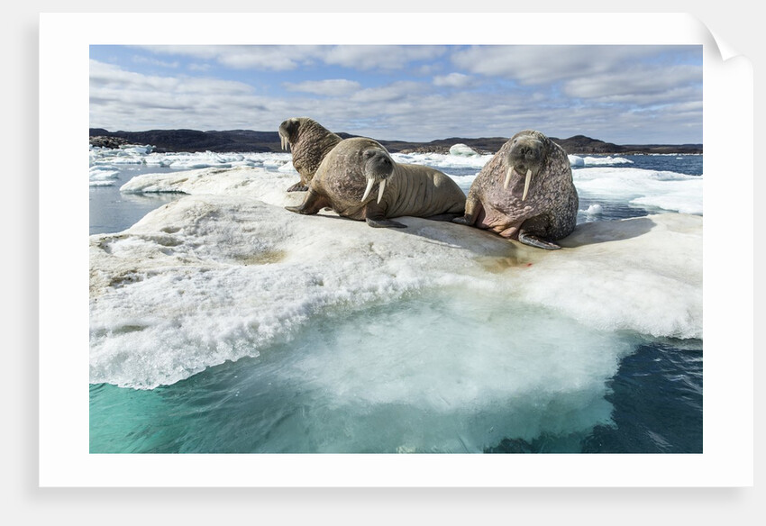 Walrus Resting on Ice in Hudson Bay, Nunavut, Canada by Anonymous