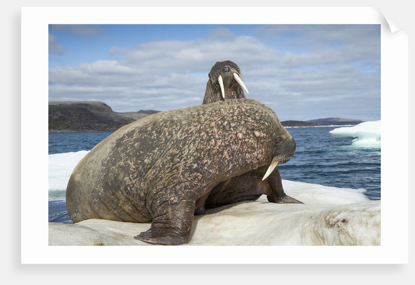 Walrus Resting on Ice in Hudson Bay, Nunavut, Canada by Anonymous