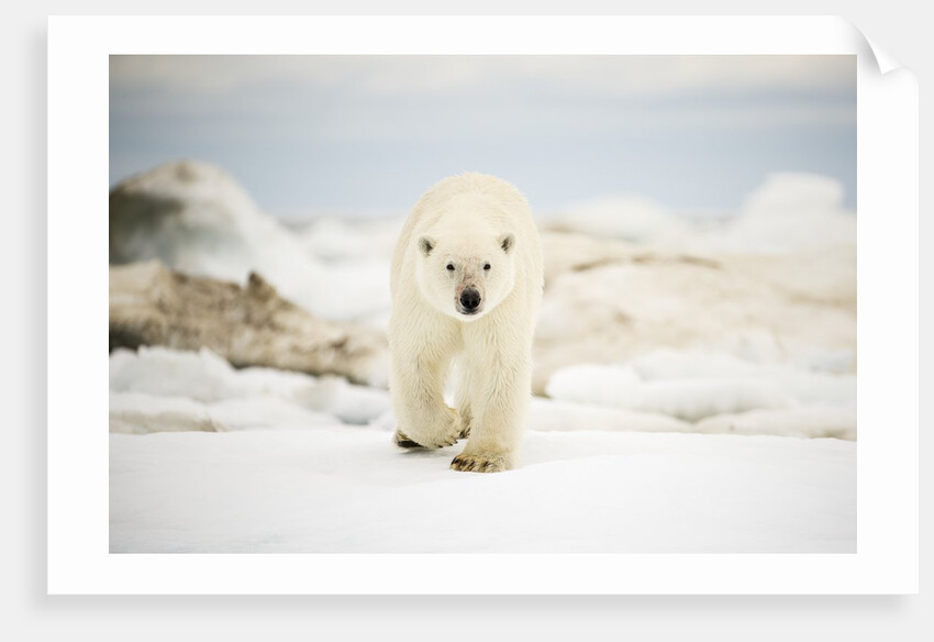 Polar Bear on Hudson Bay Sea Ice, Nunavut Territory, Canada by Anonymous