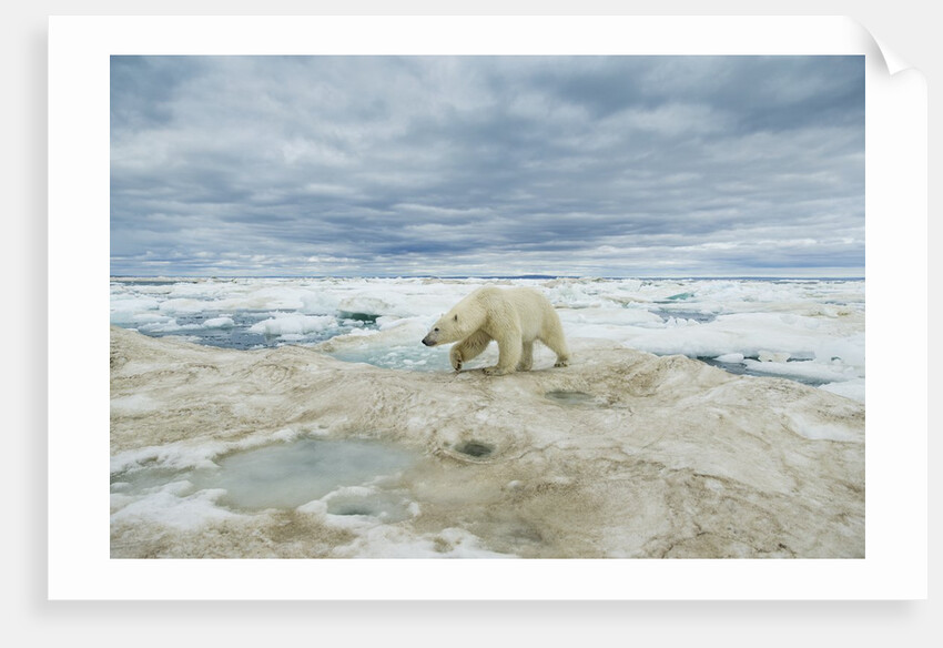 Polar Bear on Hudson Bay Sea Ice, Nunavut Territory, Canada by Anonymous