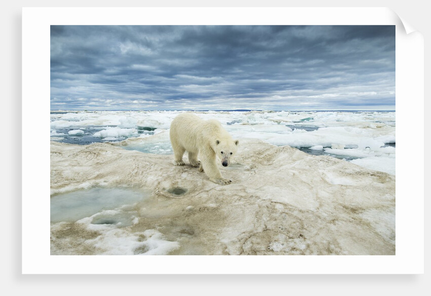Polar Bear on Hudson Bay Sea Ice, Nunavut Territory, Canada by Anonymous