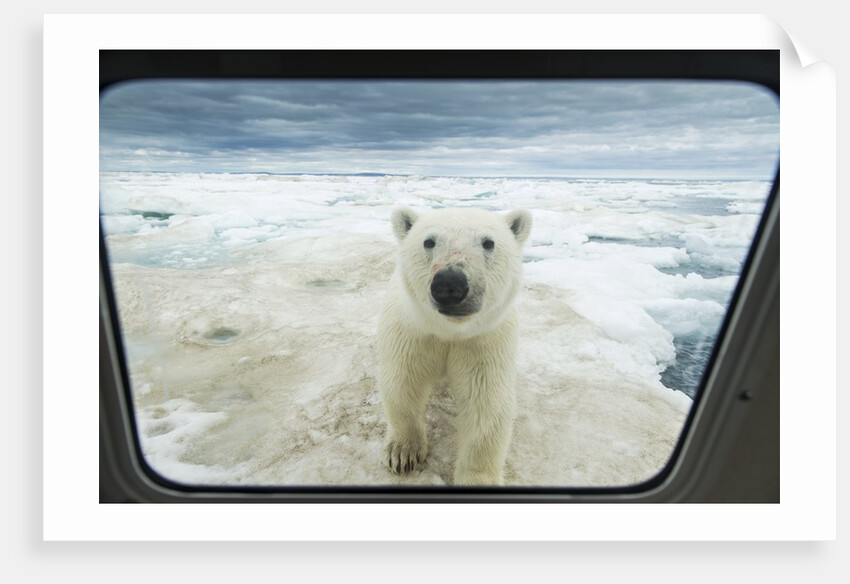 Polar Bear Looking into Boat Window, Nunavut, Canada by Corbis