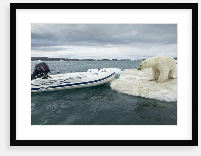 Polar Bear on Hudson Bay Pack Ice, Nunavut, Canada by Anonymous
