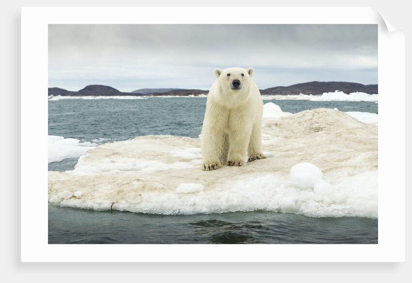 Polar Bear on Hudson Bay Pack Ice, Nunavut, Canada by Anonymous