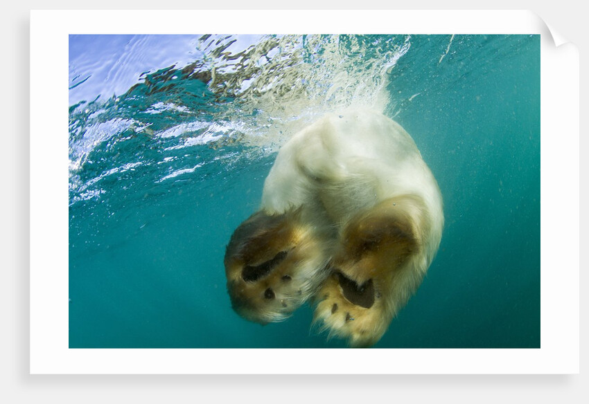 Underwater View of Swimming Polar Bear, Nunavut, Canada by Anonymous