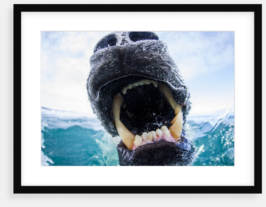 Polar Bear Biting Underwater Camera Dome, Nunavut, Canada by Anonymous