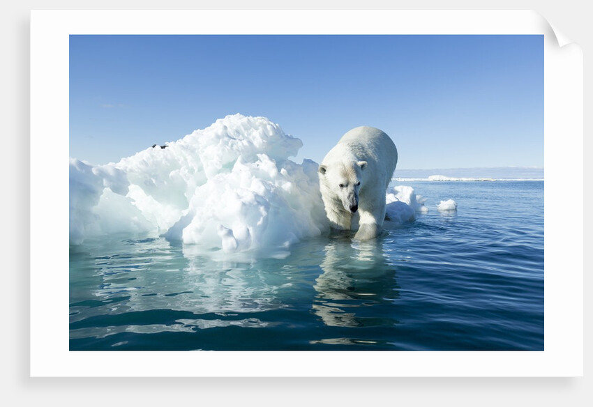 Polar Bear on Iceberg, Hudson Bay, Nunavut, Canada by Anonymous