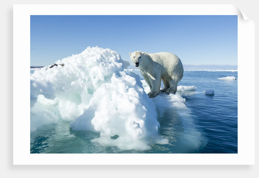 Polar Bear on Iceberg, Hudson Bay, Nunavut, Canada by Anonymous