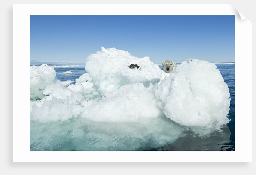 Polar Bear on Iceberg, Hudson Bay, Nunavut, Canada by Anonymous