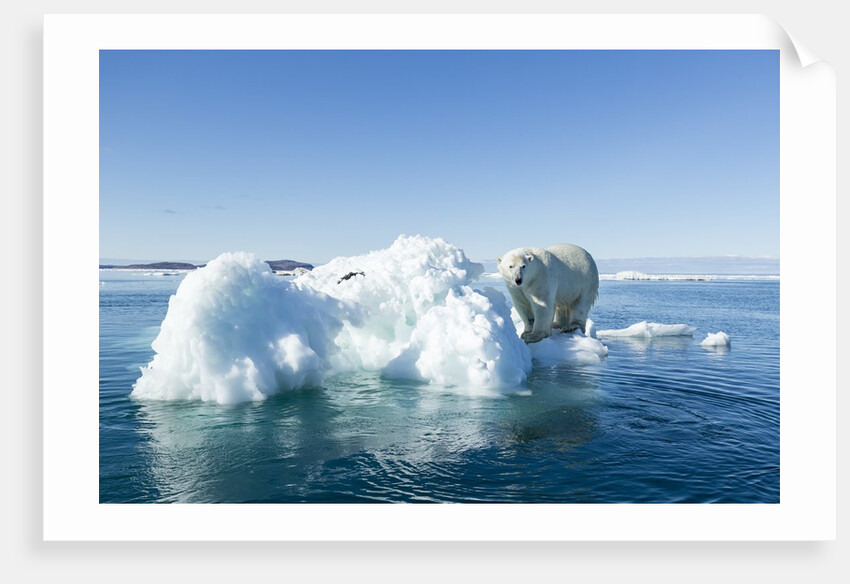 Polar Bear on Iceberg, Hudson Bay, Nunavut, Canada by Anonymous