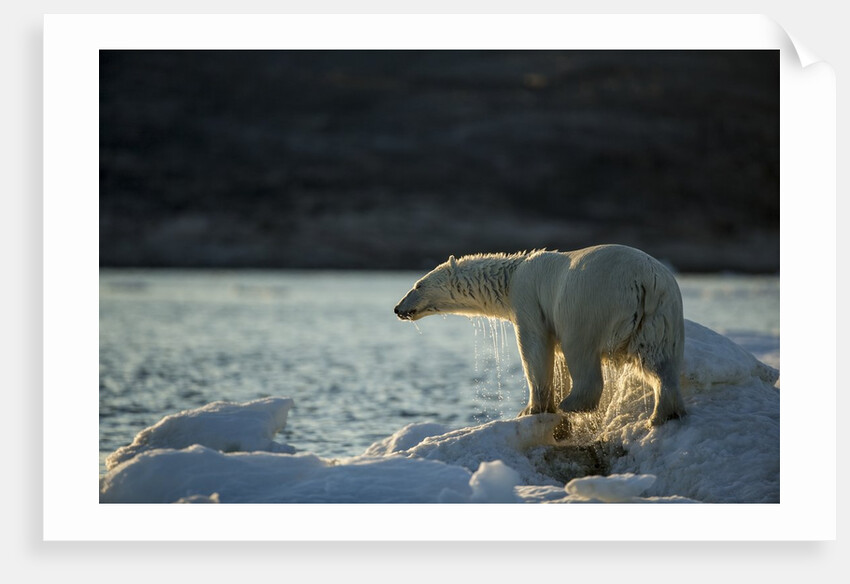 Polar Bear on Iceberg in Hudson Bay, Nunavut, Canada by Anonymous
