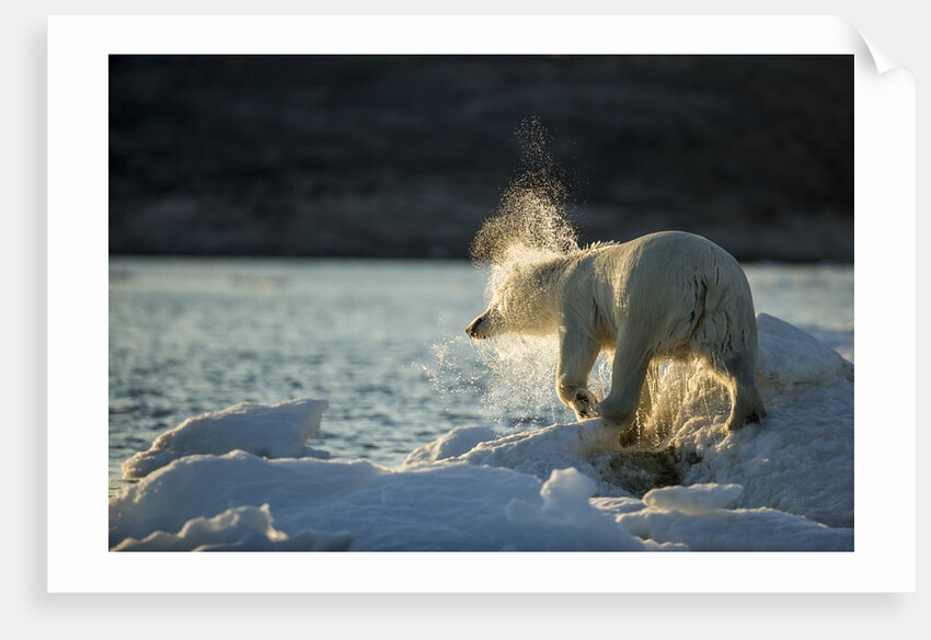 Polar Bear on Iceberg in Hudson Bay, Nunavut, Canada by Anonymous