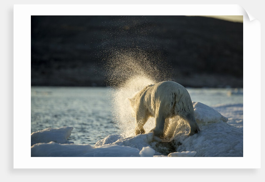 Polar Bear on Iceberg in Hudson Bay, Nunavut, Canada by Anonymous