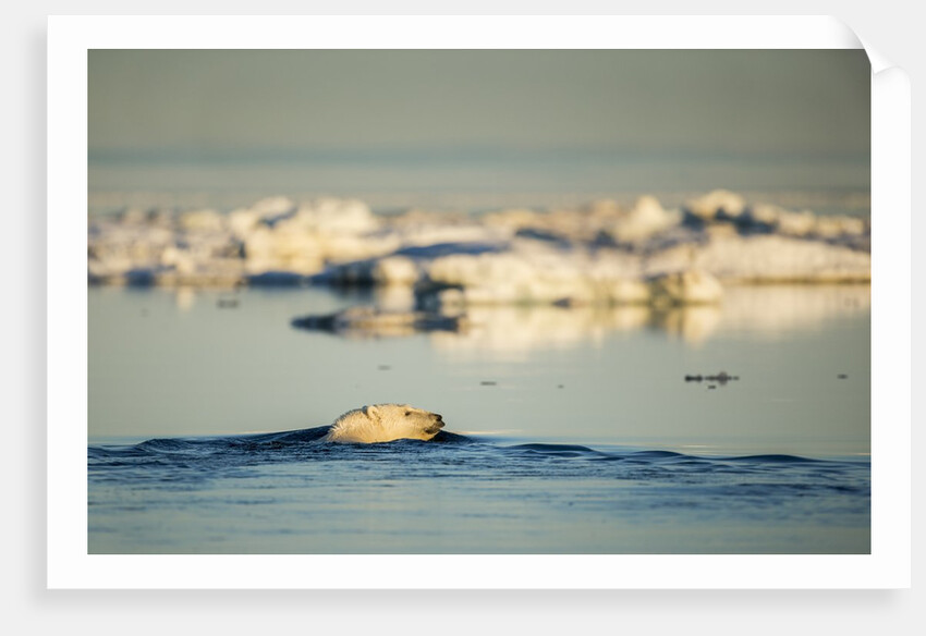 Polar Bear Swimming in Hudson Bay, Nunavut, Canada by Anonymous