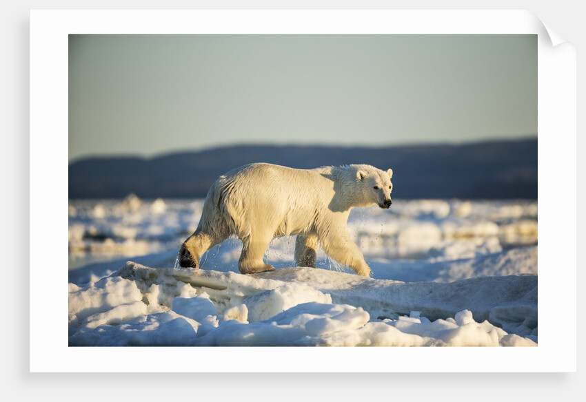 Polar Bear on Sea Ice, Hudson Bay, Nunavut, Canada by Anonymous