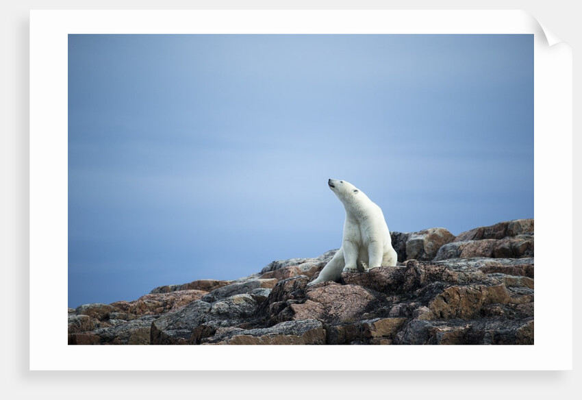 Polar Bear on Harbour Islands, Hudson Bay, Nunavut, Canada by Anonymous