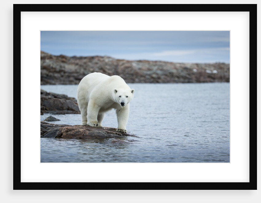 Polar Bear on Harbour Islands, Hudson Bay, Nunavut, Canada by Anonymous