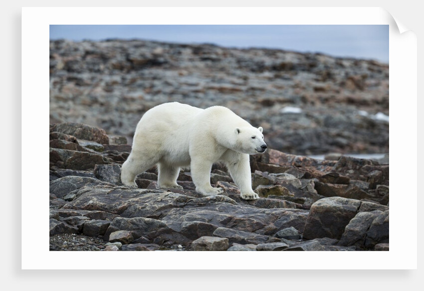 Polar Bear on Harbour Islands, Hudson Bay, Nunavut, Canada by Anonymous