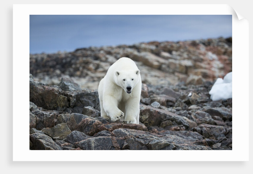 Polar Bear on Harbour Islands, Hudson Bay, Nunavut, Canada by Anonymous