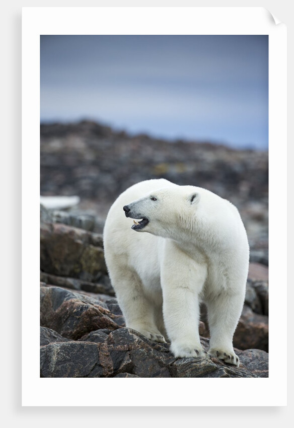 Polar Bear on Harbour Islands, Hudson Bay, Nunavut, Canada by Anonymous