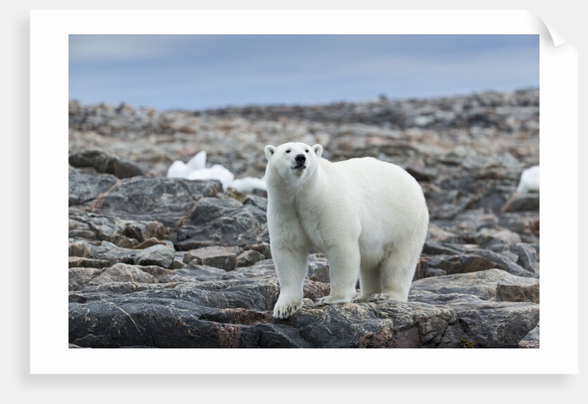 Polar Bear on Harbour Islands, Hudson Bay, Nunavut, Canada by Anonymous