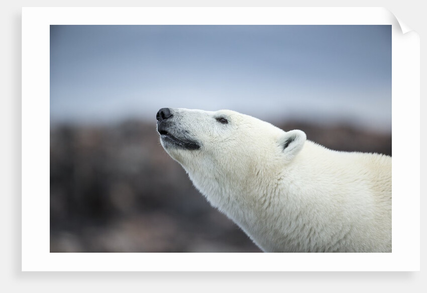 Polar Bear on Harbour Islands, Hudson Bay, Nunavut, Canada by Anonymous