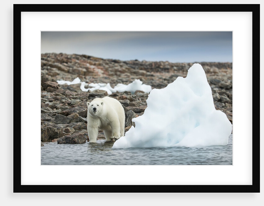 Polar Bear on Harbour Islands, Hudson Bay, Nunavut, Canada by Anonymous