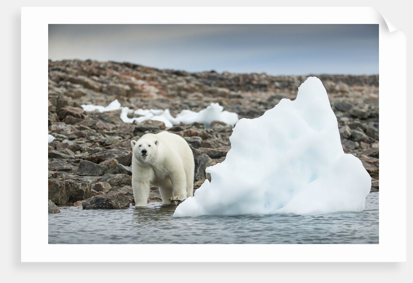 Polar Bear on Harbour Islands, Hudson Bay, Nunavut, Canada by Anonymous