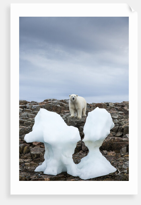 Polar Bear on Harbour Islands, Hudson Bay, Nunavut, Canada by Anonymous