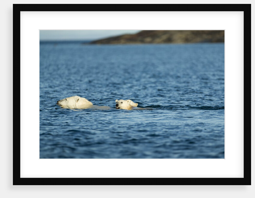 Polar Bear Cubs Swimming, Hudson Bay, Nunavut, Canada by Anonymous