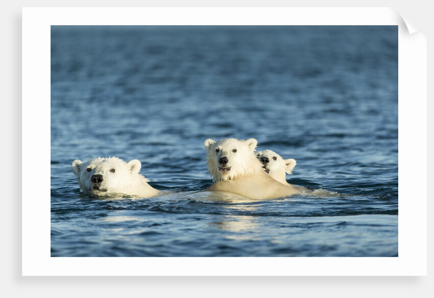Polar Bear Cubs Swimming, Hudson Bay, Nunavut, Canada by Anonymous