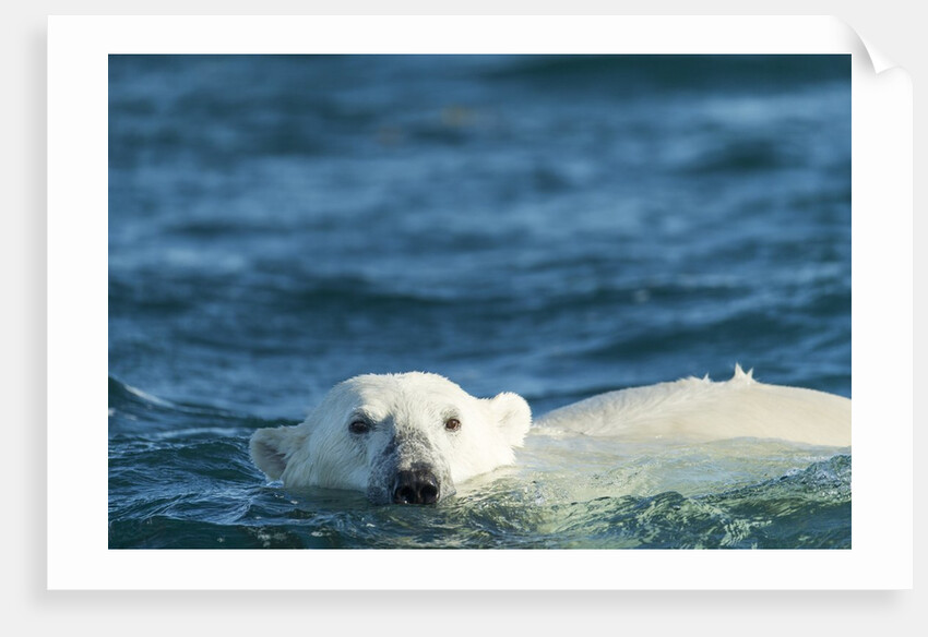 Polar Bear Swimming in Hudson Bay, Nunavut, Canada by Anonymous