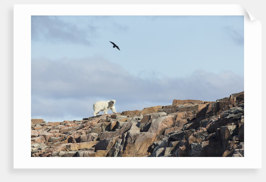 Polar Bear on Harbour Islands, Hudson Bay, Nunavut, Canada by Anonymous