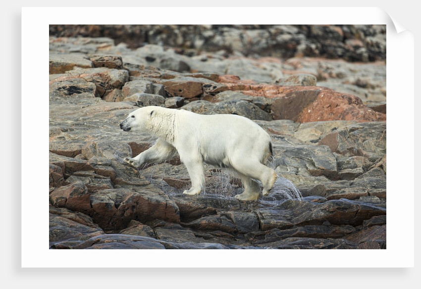 Polar Bear on Harbour Islands, Hudson Bay, Nunavut, Canada by Anonymous