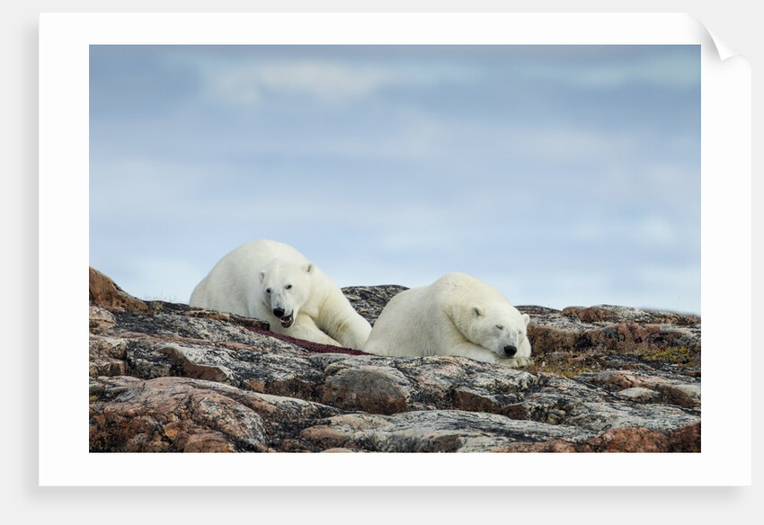 Polar Bears on Harbour Islands, Hudson Bay, Nunavut, Canada by Anonymous