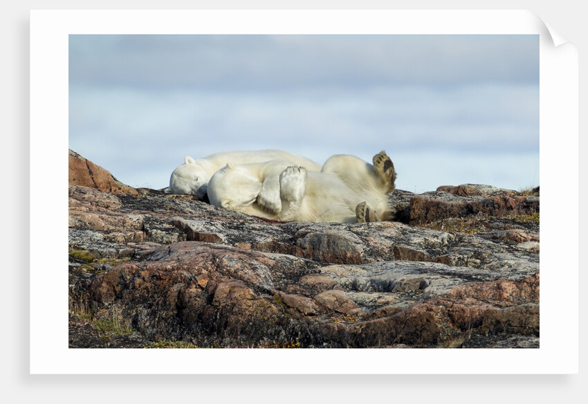 Polar Bears Sleeping on Harbour Islands, Hudson Bay, Nunavut, Canada by Anonymous