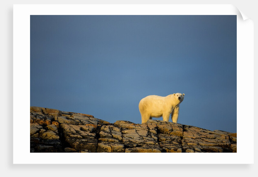 Polar Bear on Harbour Islands, Hudson Bay, Nunavut, Canada by Anonymous