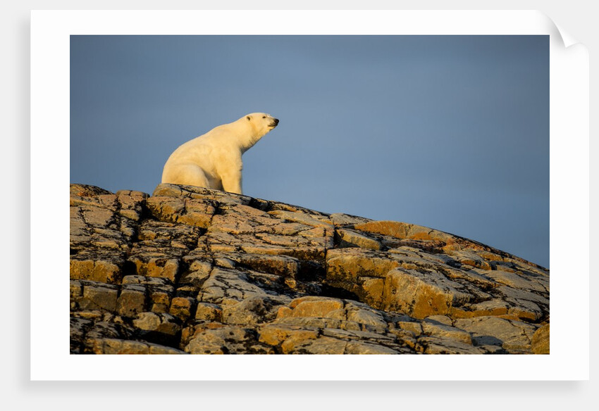 Polar Bear on Harbour Islands, Hudson Bay, Nunavut, Canada by Anonymous