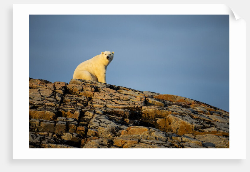 Polar Bear on Harbour Islands, Hudson Bay, Nunavut, Canada by Anonymous
