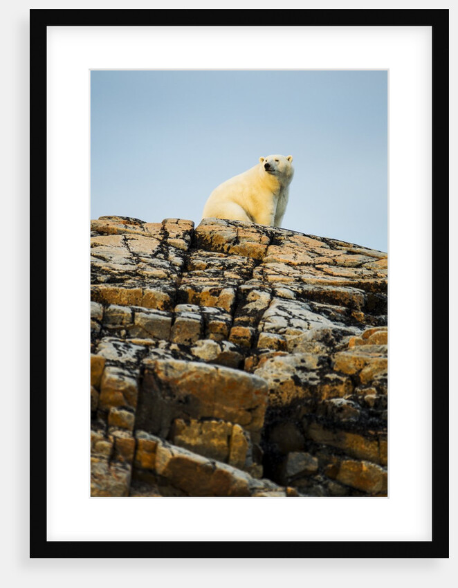 Polar Bear on Harbour Islands, Hudson Bay, Nunavut, Canada by Anonymous