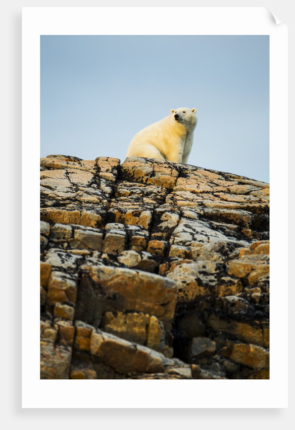 Polar Bear on Harbour Islands, Hudson Bay, Nunavut, Canada by Anonymous