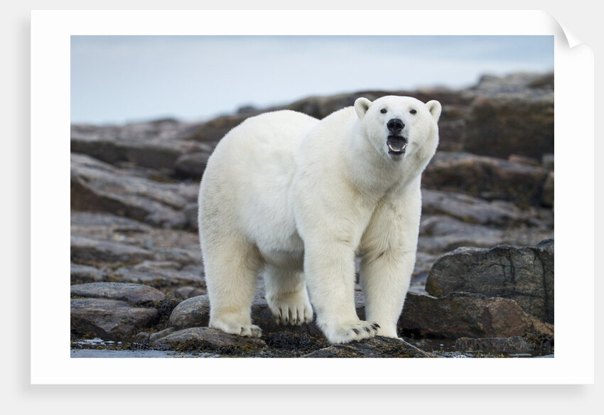 Polar Bear on Harbour Islands, Hudson Bay, Nunavut, Canada by Anonymous