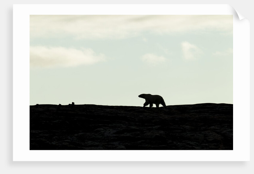 Polar Bear on Harbour Islands, Hudson Bay, Nunavut, Canada by Anonymous