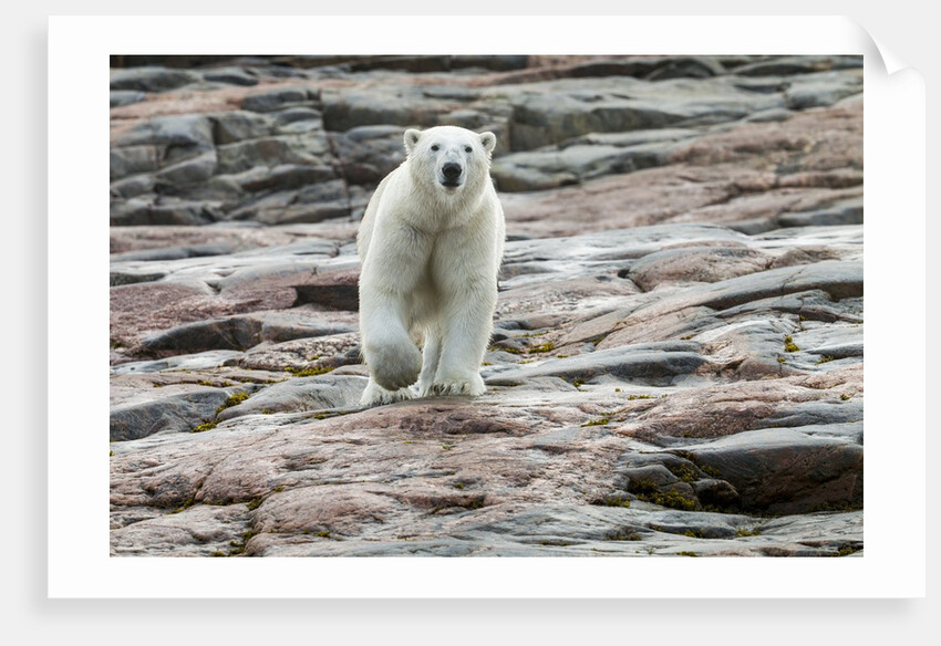 Polar Bear on Harbour Islands, Hudson Bay, Nunavut, Canada by Anonymous