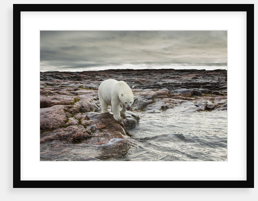 Polar Bear, Nunavut Territory, Canada by Anonymous
