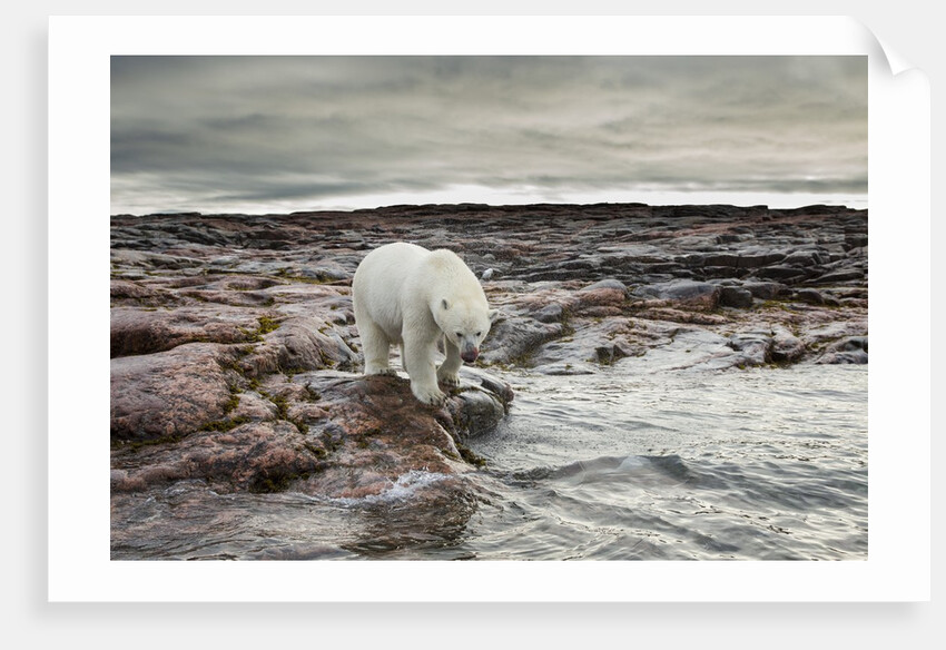 Polar Bear, Nunavut Territory, Canada by Anonymous