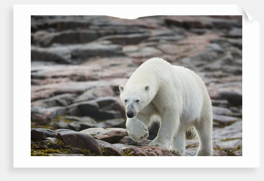 Polar Bear on Harbour Islands, Hudson Bay, Nunavut, Canada by Anonymous